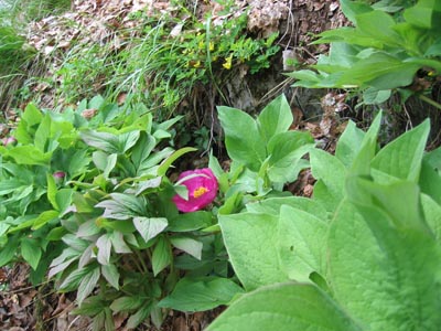 Paeonia officinalis / Peonia selvatica